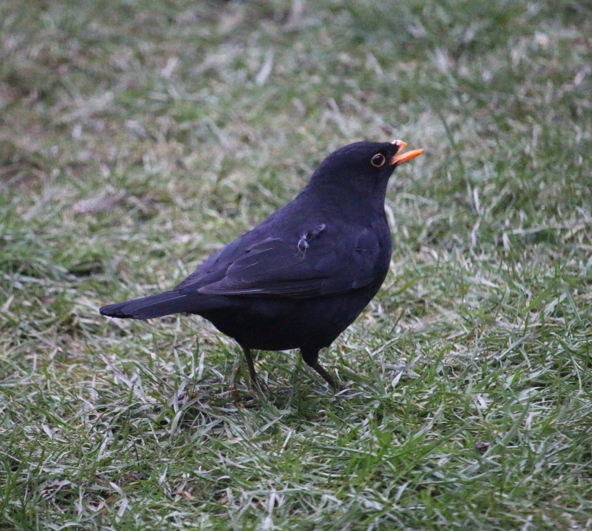NorfolkBea's tweet photo. #Halfbeak dad & #poorfoot #eurodad #blackbird frequent visitors to the #HoltBirdCafe today. Hope they make it through the winter @BTO_GBW https://t.co/QNP0heoc0r