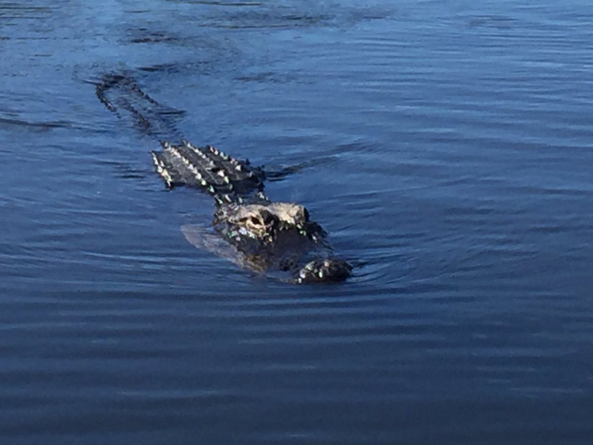sue2016ma's tweet photo. Do not pet the alligator https://t.co/3PYE1uIHsK