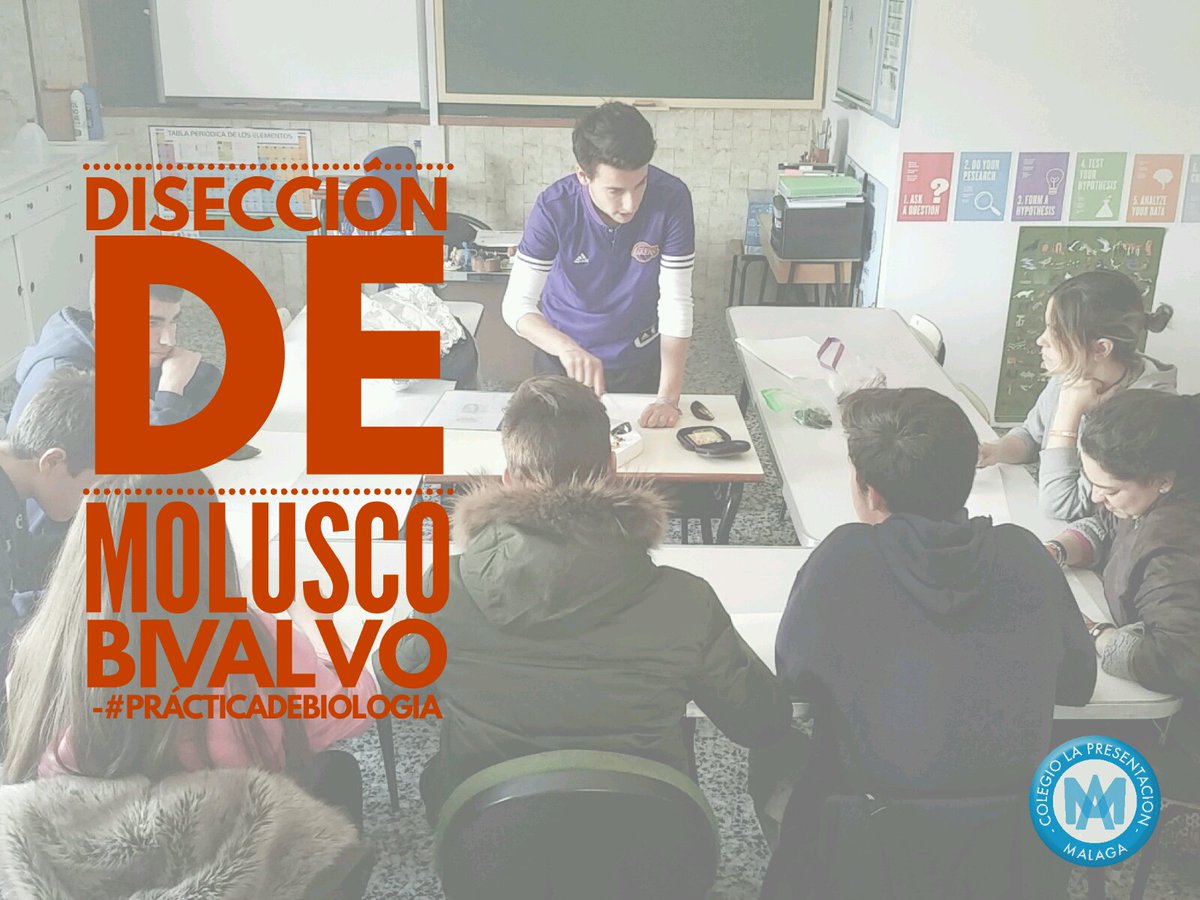 aulagori's tweet photo. Disección de molusco bivalvo #PrácticadeBiologia by Rafa https://t.co/6QnWS7TQGH