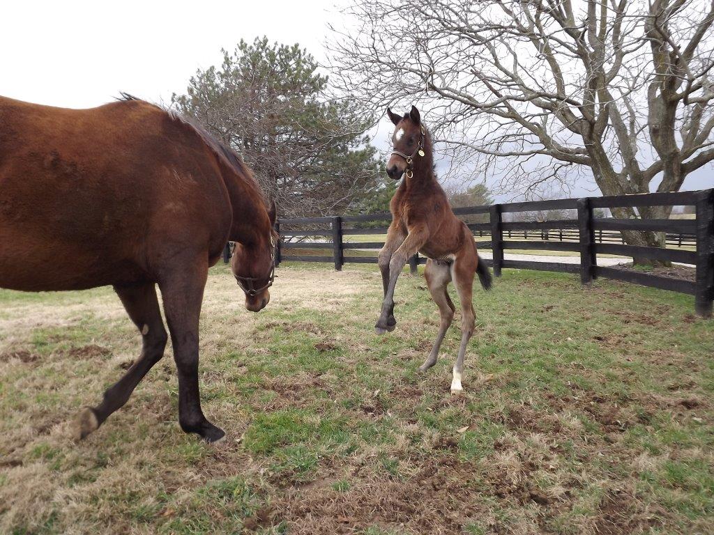 This excitable #StreetSense filly, out of the A.P Indy mare Say You Will, was born January 17 at #GainsboroughFarm in Versailles, KY.