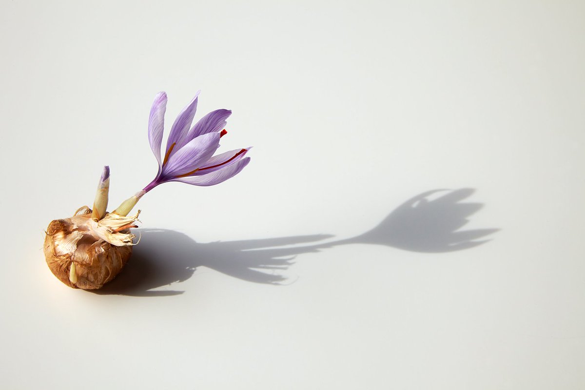 TasSaffron's tweet photo. The Crocus sativus bulb produces the saffron flower #saffronthreads are extracted
#australiansaffron #Crocussativus #tassaff https://t.co/7ICashfBzm
