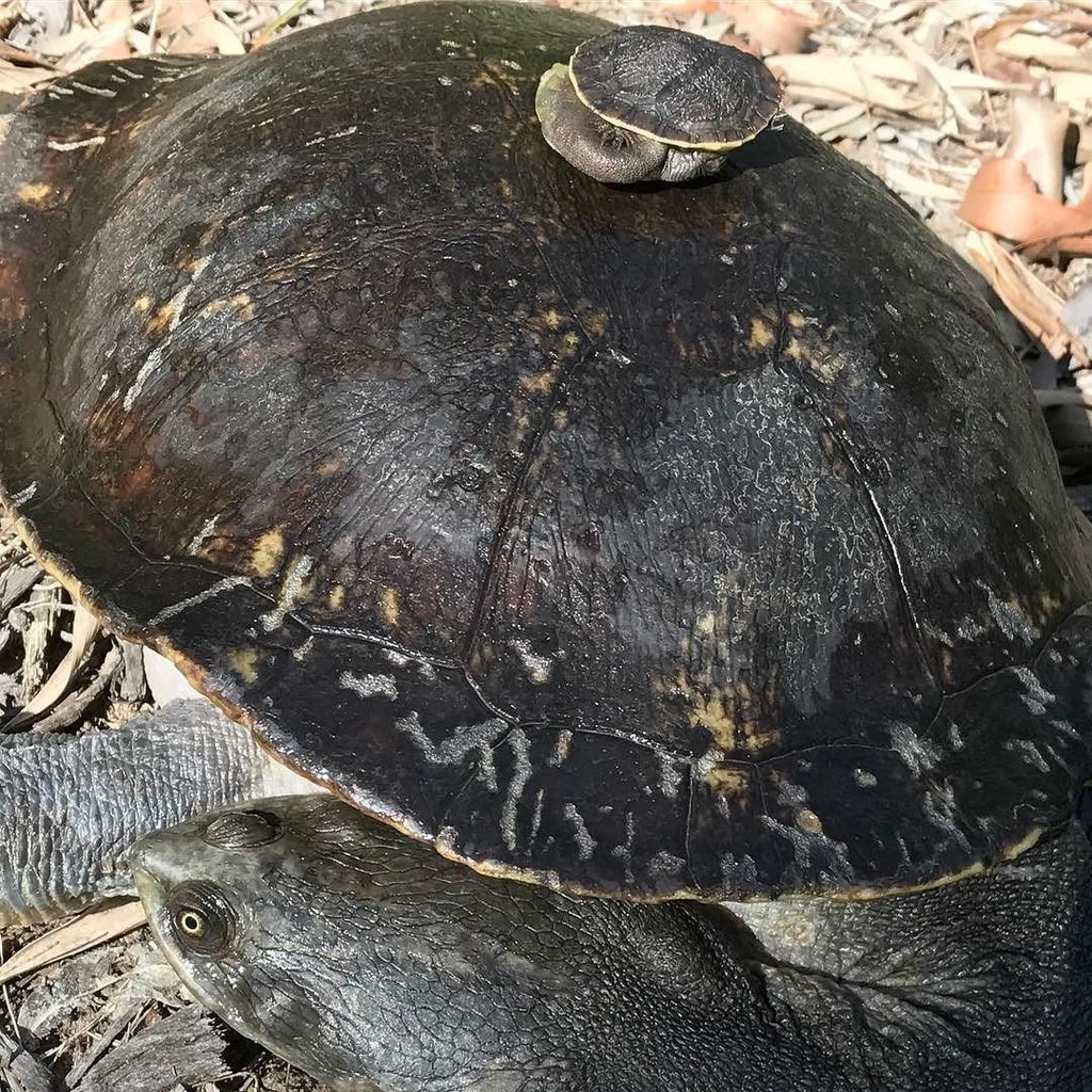 bushbark's tweet photo. #broadshell #turtle release after 10 months #rehab #Molly and baby #Minimolly #rrqi https://t.co/H6nygYSd7V https://t.co/pv0jfUWDZM