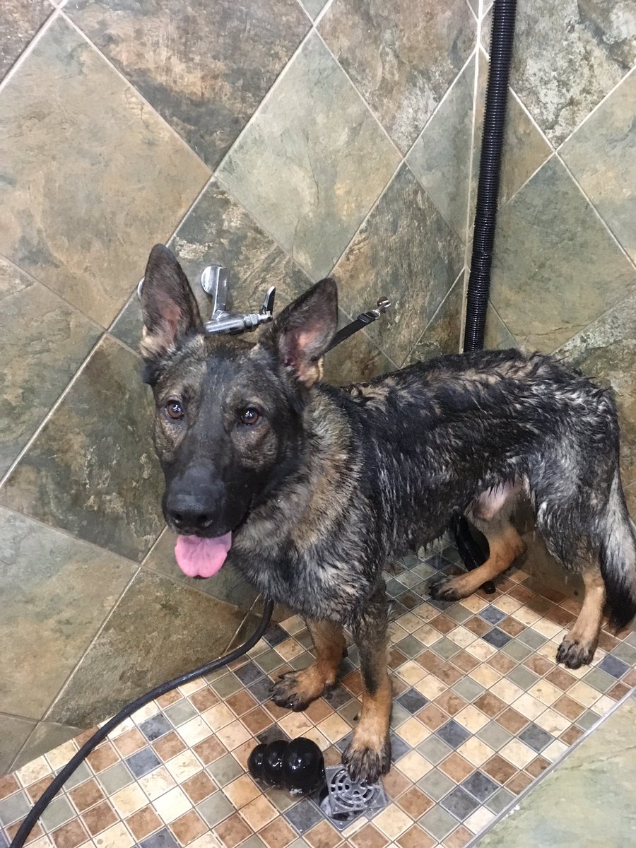 FPDK9Maverick's tweet photo. Bath time! 🐾🛁#policek9 #workingdog #GermanShepherd #bathtime #k9unit https://t.co/lgQixg20sO
