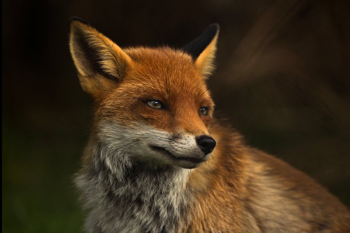 PUNCH A NAZI ON SIGHT