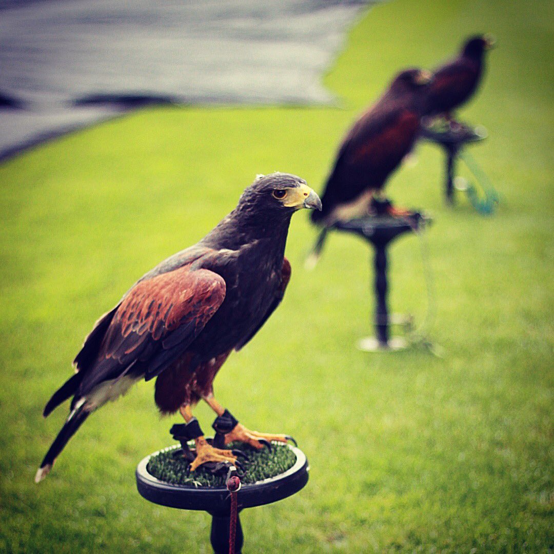 HawksUs's tweet photo. Team waiting patiently for their turn on pesky pigeon control @Saints1890 #oreo #HatchetHarry #Flicker #birdcontrol https://t.co/WO5PeWzhq9