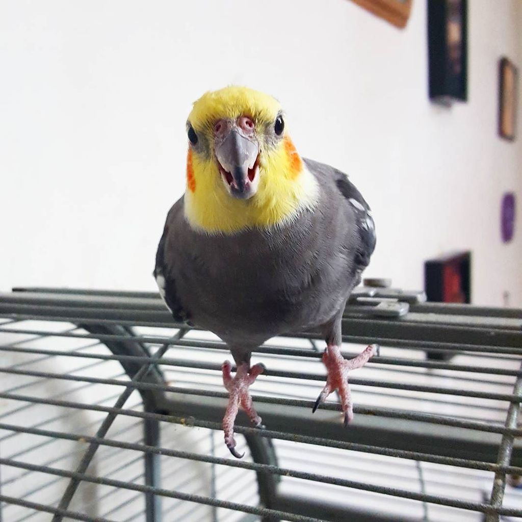 hellothmushroom's tweet photo. This weekend will be mostly spent pet sitting this little guy 🐤🐤🐤
#freddythetiel #tielsofinstagram #cockatiel #bird… https://t.co/Feu2ZbzarS