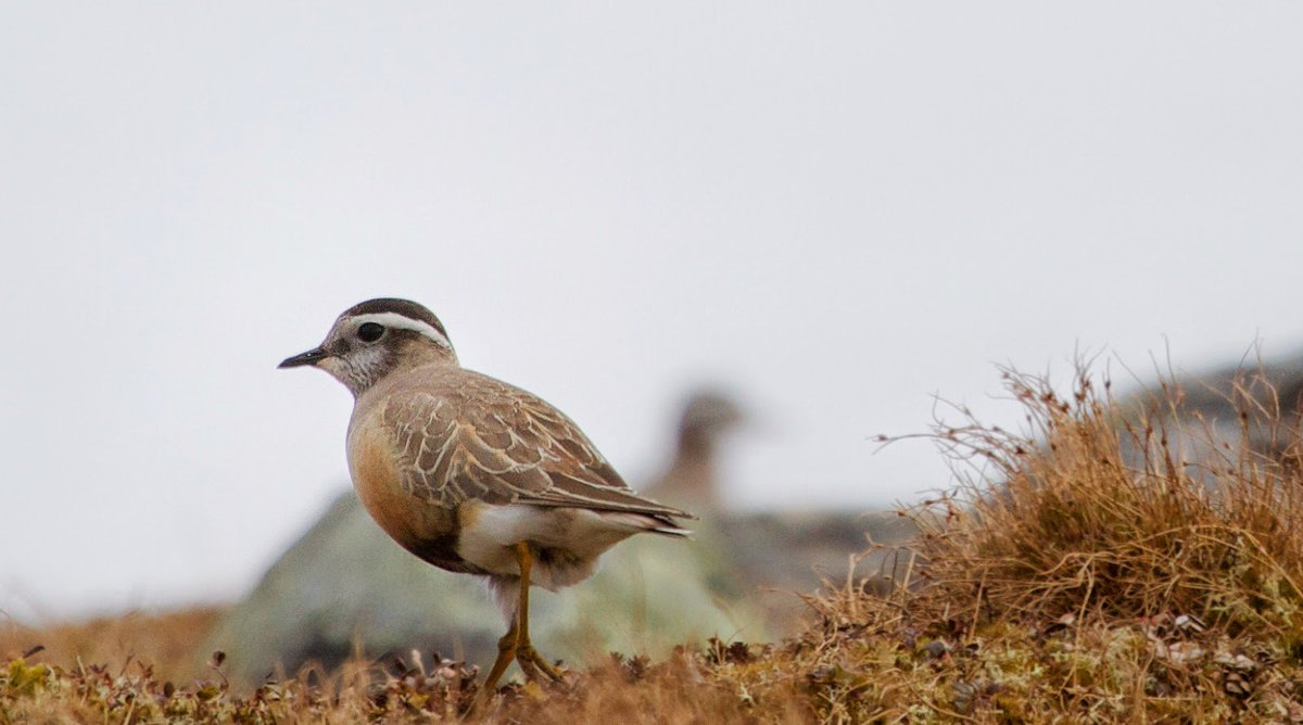 Fuglevern's tweet photo. #Eurasian #Dotterel - one of our (many!) favorite birds! 😁 #boltit #waders #fuglevern Foto: Martin Eggen https://t.co/d5OAWONNRd