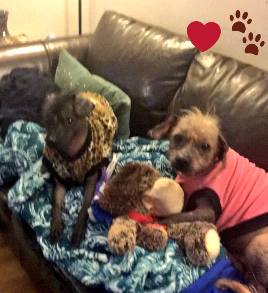 maxthedog_dc's tweet photo. Good times hangin out with my daughter this weeK ❤️🐶

#dogsoftwitter #WashingtonDC #BecauseDogsRule #DogoftheDay #TGIT #Dogstagram #Family 🐾 https://t.co/Z0Da2VdYbh