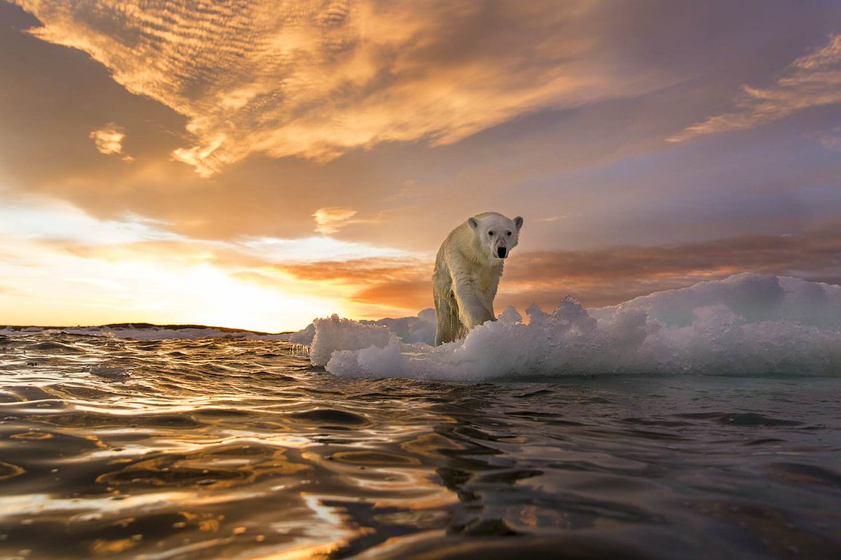 lonelyplanet's tweet image. Where to see polar bears in the wild: lptravel.to/O3pPFy by @sarahtrvls #lp #travel