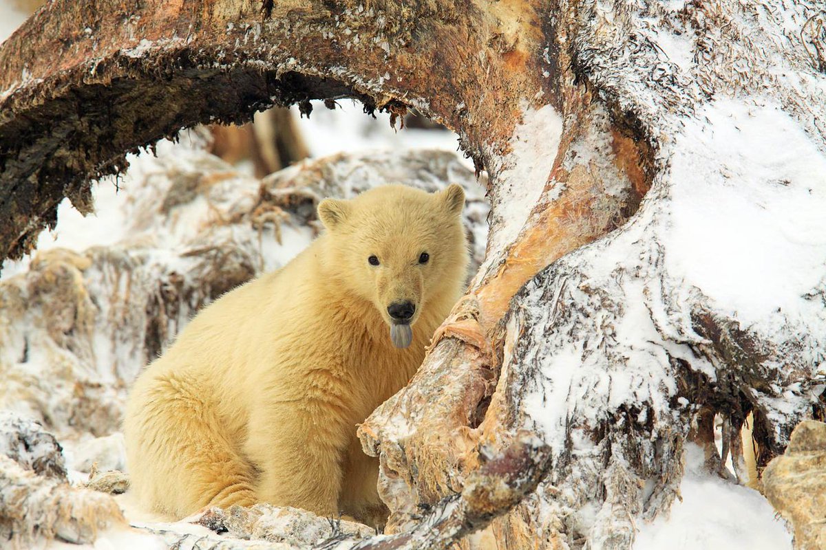 lonelyplanet's tweet image. Where to see polar bears in the wild: lptravel.to/O3pPFy by @sarahtrvls #lp #travel