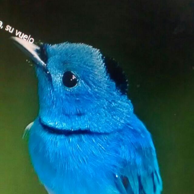 #Pássaro #azul.
