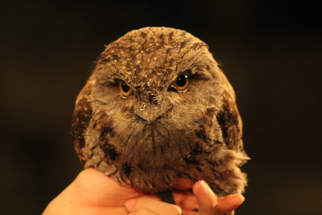 phoenixzoo's tweet photo. It's #AustraliaDay.

Here's a tawny frogmouth.

Named Sydney.

/mic drop

#CuteAnimalTweetOff https://t.co/d6d7eNUZqR