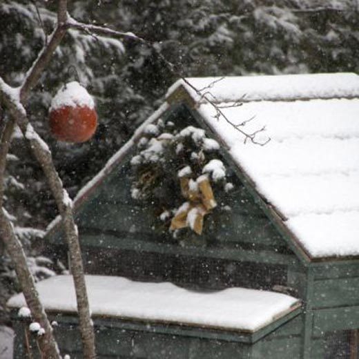 Winter Storm Preparations for Backyard Chicken Keepers - Tillys Nest Blog - GRIT Magazine crwd.fr/2j5c9nY
