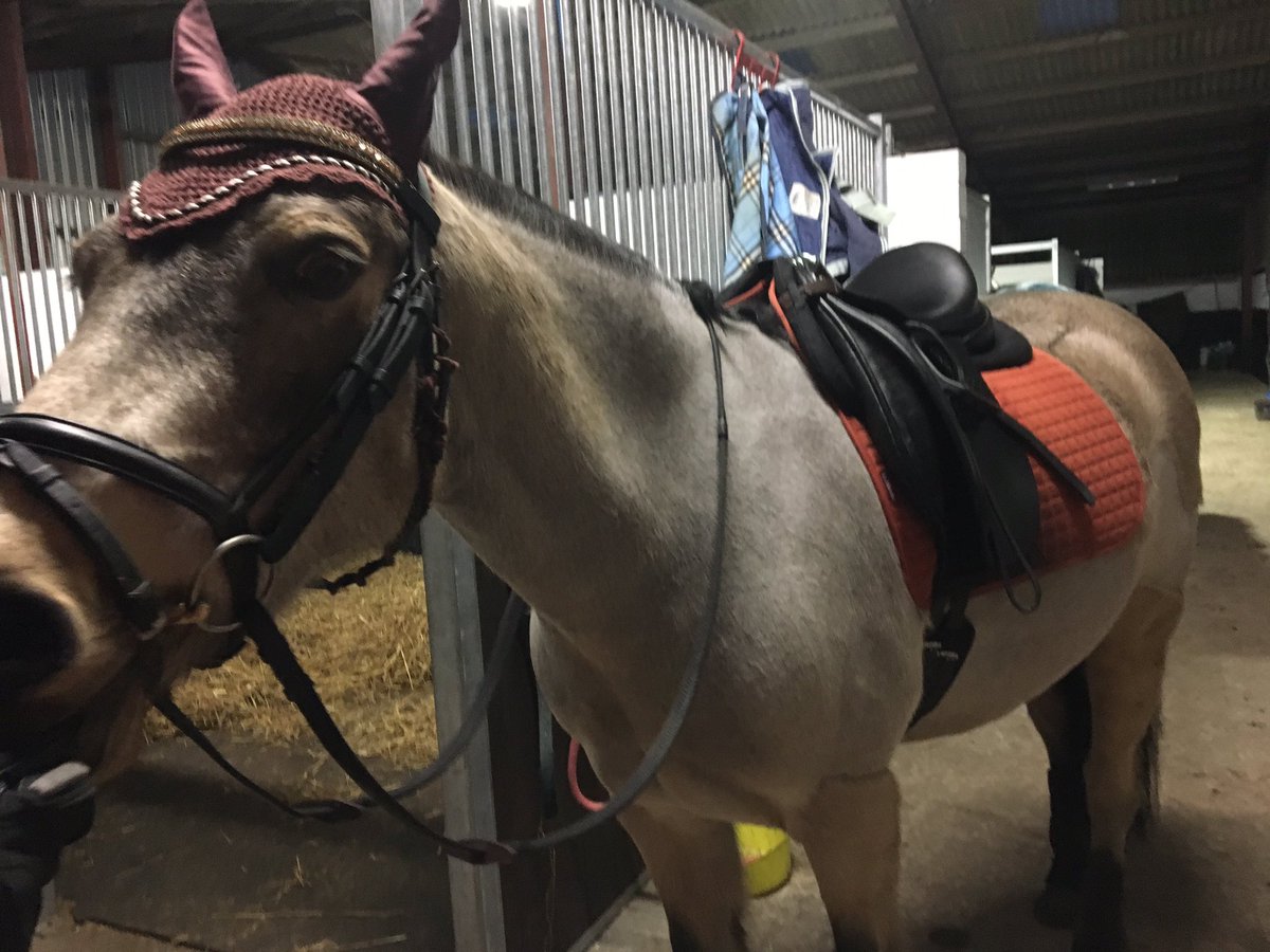 Love Donny's browband from <a href="/paragonequest/">Paragon Equestrian</a> #blingy 🌼