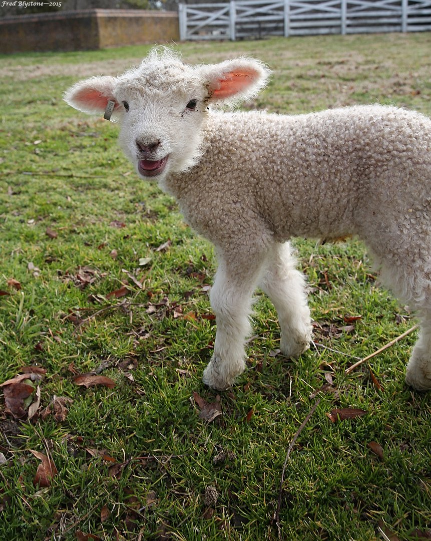 colonialwmsburg's tweet photo. Twitter is having a #cuteanimaltweetoff? No problem. Rare breed Leicester Longwool lambs, for the win! #CWsheepweek https://t.co/YKRygqrqT1