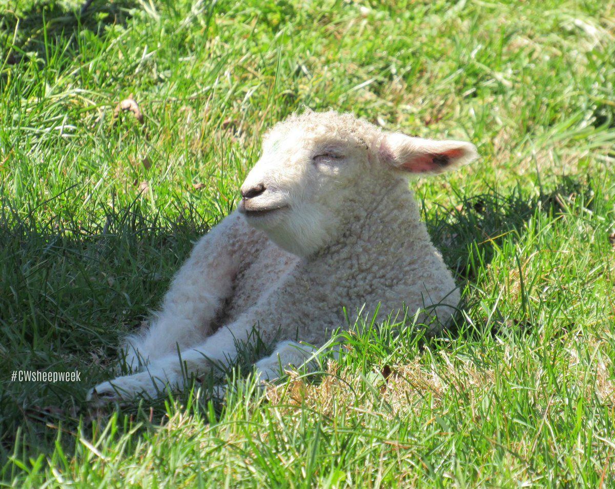 colonialwmsburg's tweet photo. Twitter is having a #cuteanimaltweetoff? No problem. Rare breed Leicester Longwool lambs, for the win! #CWsheepweek https://t.co/YKRygqrqT1