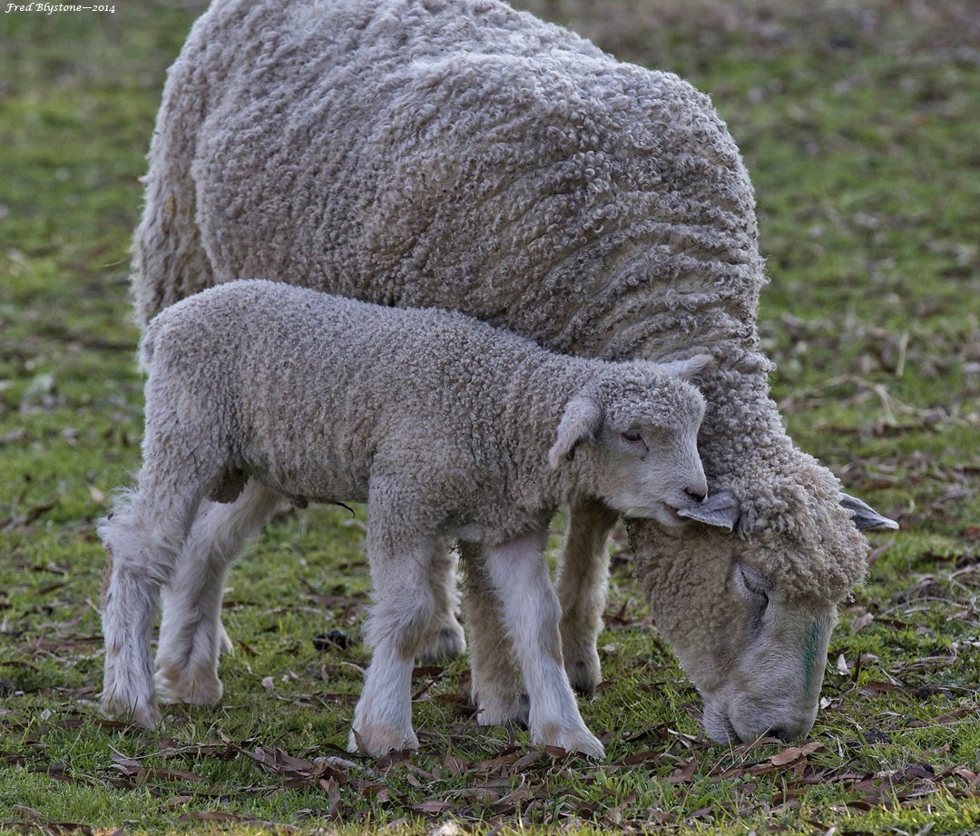 colonialwmsburg's tweet photo. Twitter is having a #cuteanimaltweetoff? No problem. Rare breed Leicester Longwool lambs, for the win! #CWsheepweek https://t.co/YKRygqrqT1