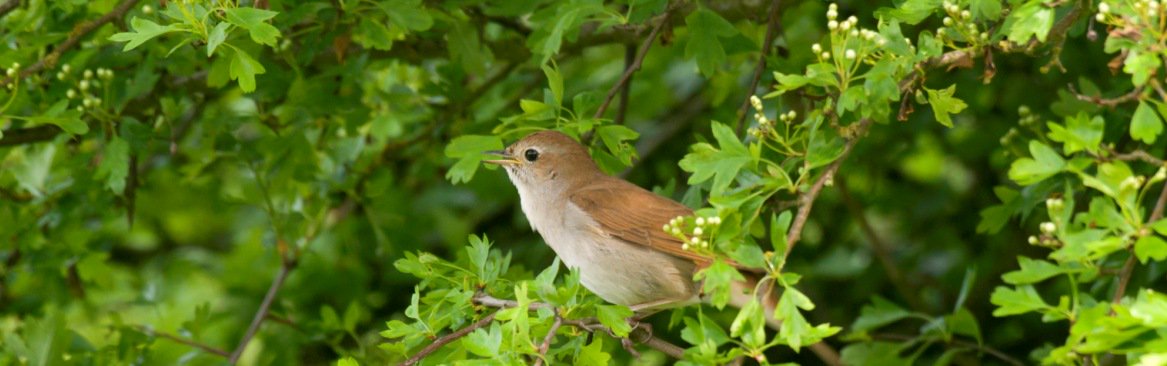Greenwich Green Party tweet media