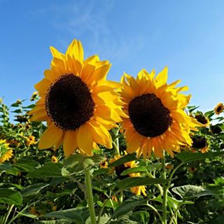 Although it may not feel like it, spring will be here soon, and it will be time to start watering your plants again!