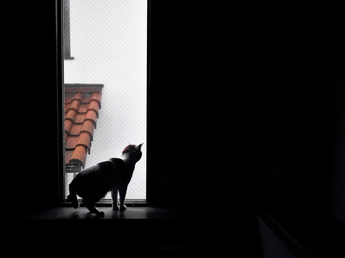 pm_kirua's tweet photo. #photography #coregraphy #cat #ใญใ #ใใกใคใณใใผ่ถใใฎ็งใฎไธ็
#ๆฏๆ้ขจๆฏ https://t.co/ErxZtrpzjB