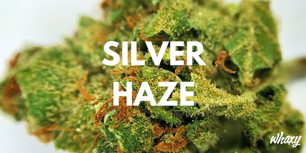 This Powerful Strain Relieves Stress &amp; Tension With Fast Acting Haze of Cerebral Relaxation mmjne.ws/1xU60yj