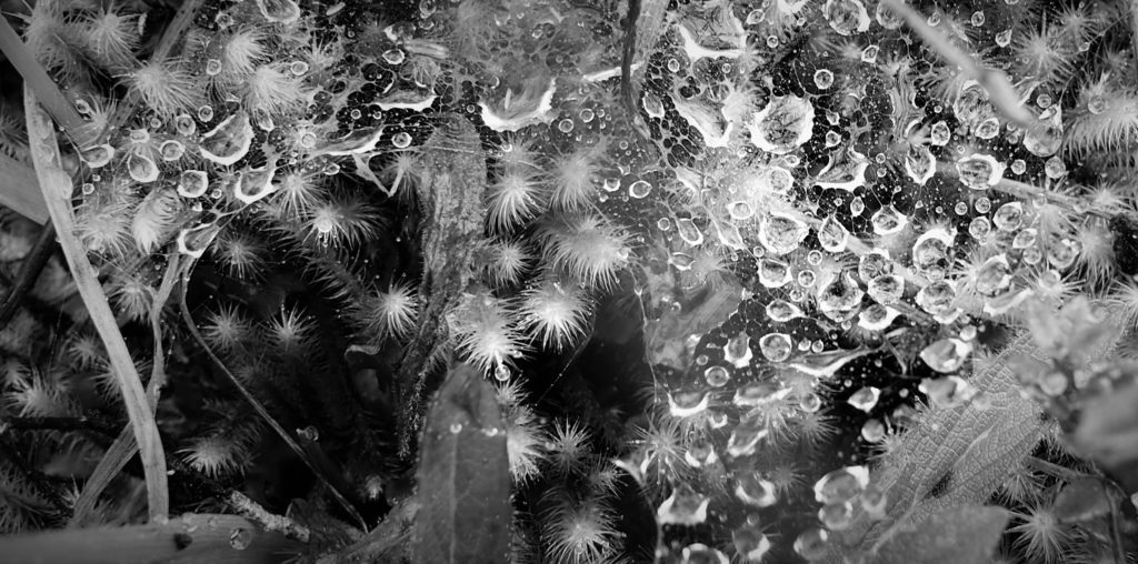 RachelHahs's tweet image. An Open Letter to Matt Damon and Water.org #waterorg, #stellartois, #biomimicry #mattdamon thinkbiomimicry.com/2017/01/26/an-…