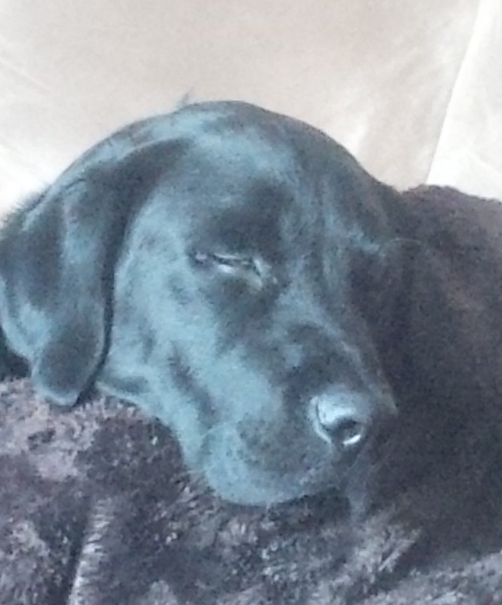 CADPATPup's tweet photo. Day called on account of migraine. I am being supportive. https://t.co/OxAhzuHw4X