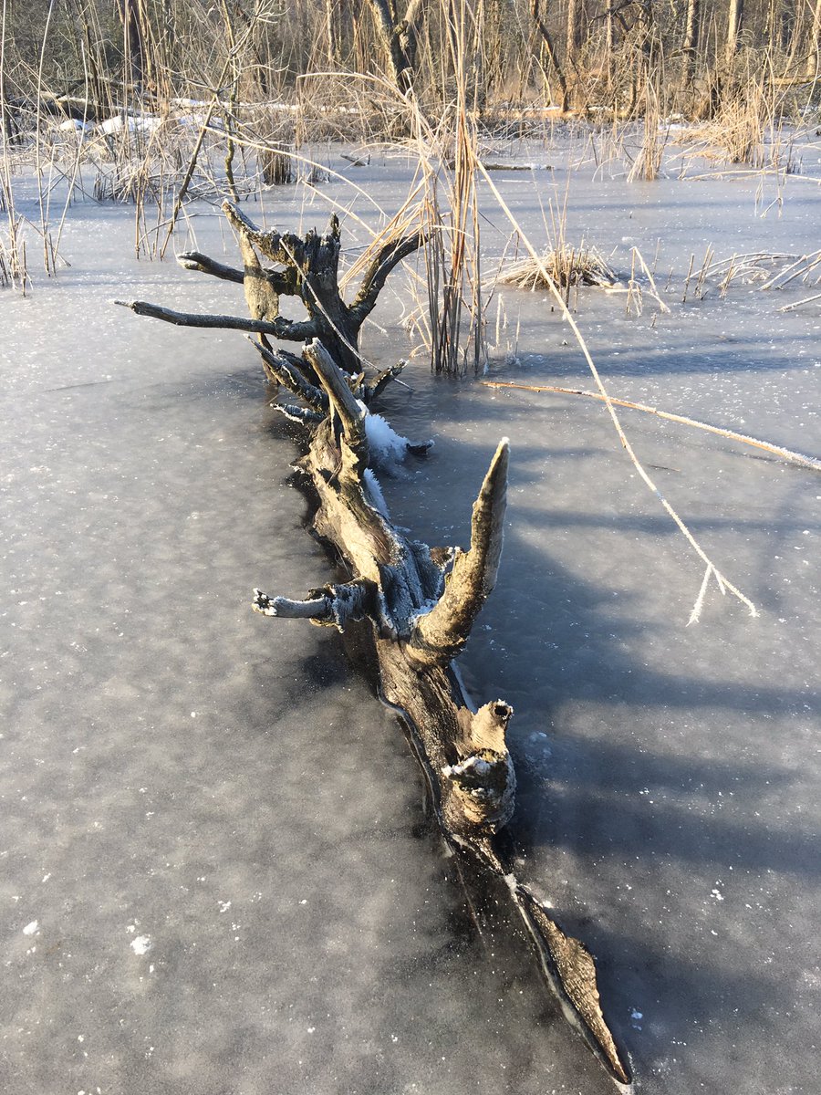Veenplas in ijs gefixeerd, Lankheet #Haaksbergen