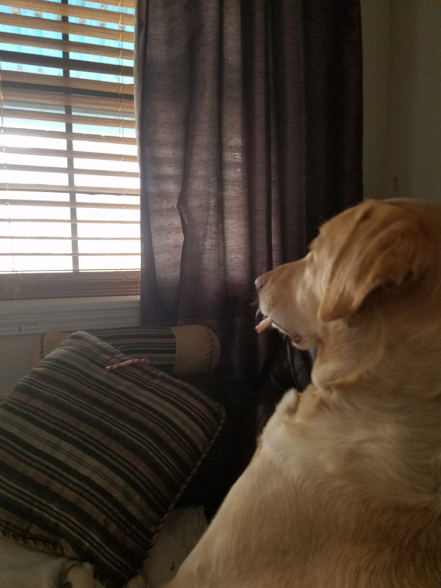 tryceankrom's tweet photo. @SpecialReport #SpecialReport #ThePanel all I know is #QueenSnoopy is not pleased that #Trump has not stopped the #SquirrelInvasion outside https://t.co/l0u0ztmuxg