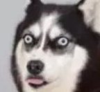 DomR__'s tweet image. Kuk