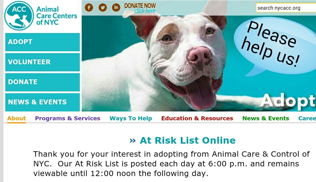 MeowMiya88's tweet photo. Please RT #NYC #cats #dogs scheduled to be euthanized coz abandoned January 27 😿🐶🆘🗽online adoption pickup in 48hours https://t.co/U1Xxr91Y6g https://t.co/iTnLsRdOjf