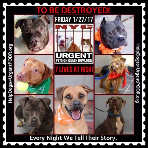 MeowMiya88's tweet photo. Please RT #NYC #cats #dogs scheduled to be euthanized coz abandoned January 27 😿🐶🆘🗽online adoption pickup in 48hours https://t.co/U1Xxr91Y6g https://t.co/iTnLsRdOjf
