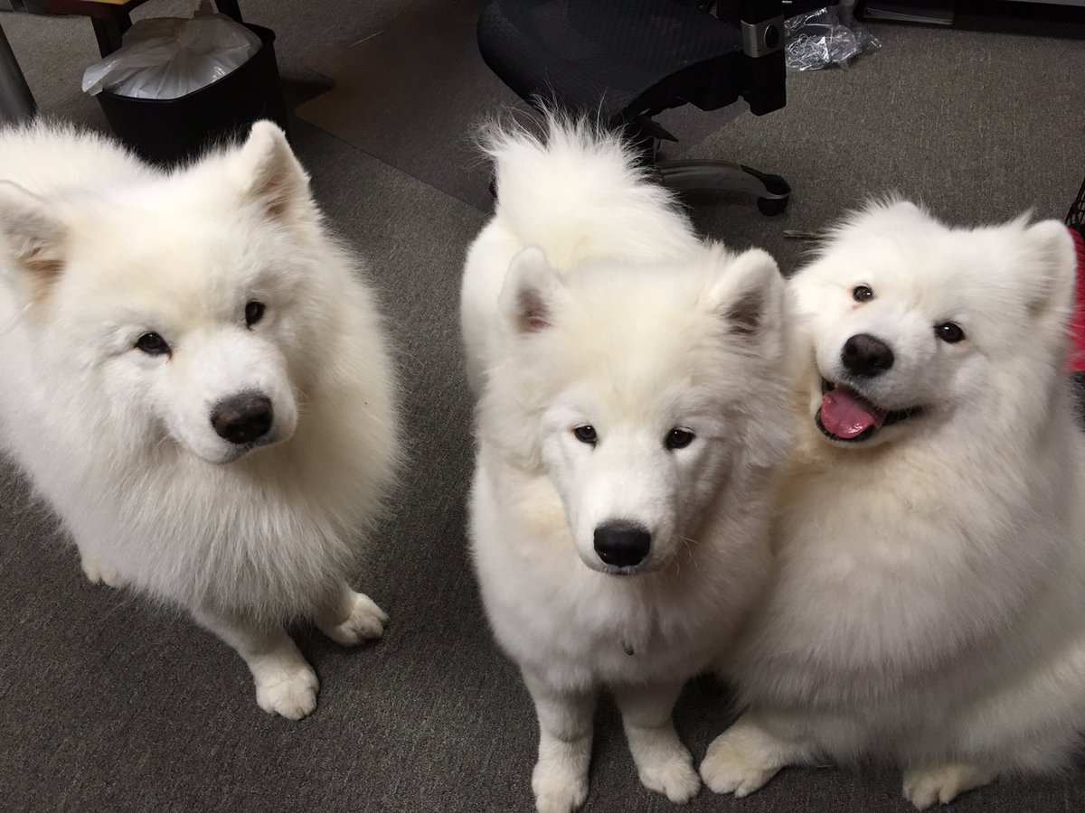 Claudia Loomis tweet media