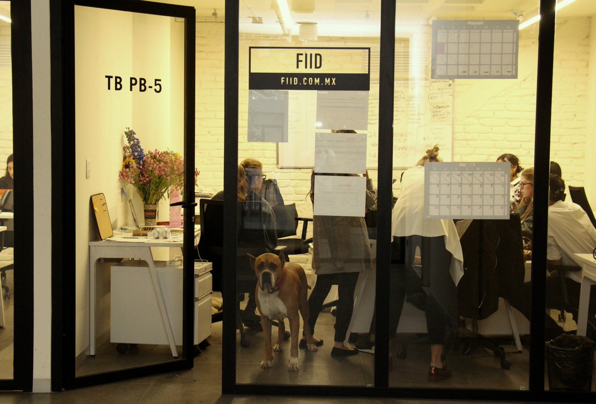 terminal1mx's tweet photo. The @Fiid_Mx team working while their pet poses for the camera. @terminal1mx #petfriendly #dogs #instadog #doglover #workinghub https://t.co/AY838jstmc
