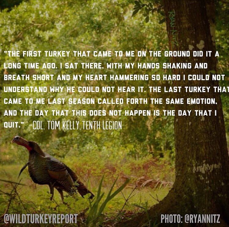 Wild Turkey Report tweet media