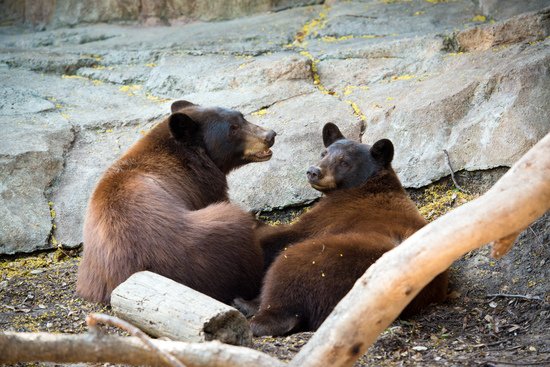 houstonzoo's tweet photo. Our admission tickets are now made of 100% recycled content saving trees that bears need to survive #cutewithacause https://t.co/OP4eu0qXR6