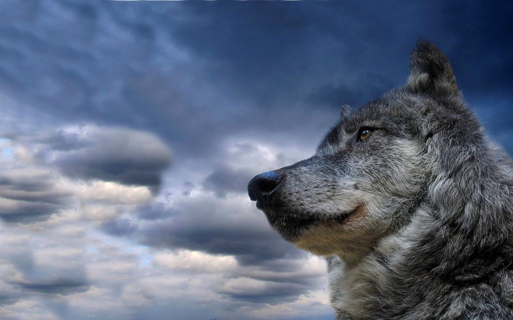 Wallpaper Cool Cute Wolves