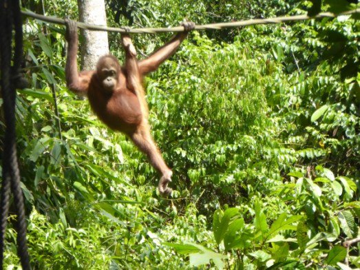 BackHomeMY's tweet photo. Orangutans and Sun Bears of Sepilok, Malaysian Borneo  https://t.co/76u8egVgdQ https://t.co/94MJboEwYZ
