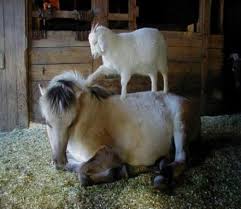 NHPCANADA's tweet photo. What about a goat giving a horse a massage? #cuteanimaltweetoff #holistic #health #complementary #alternative #goats #horses #toocute https://t.co/kDGBQDmQuY