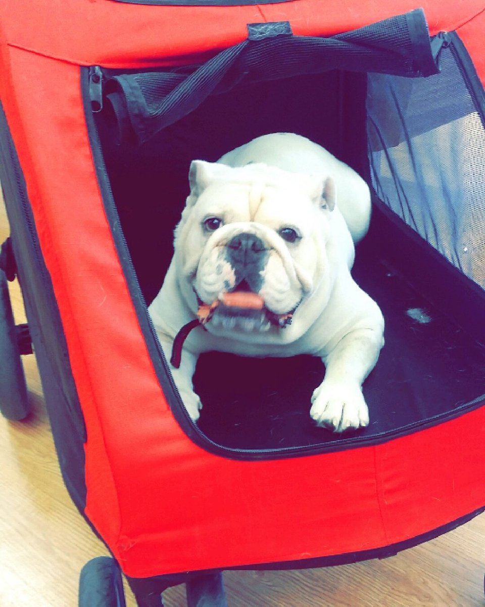 NavarroRecruit's tweet photo. Beau had a blast meeting everyone today! #BeauregardVI #NavarroCollege #GoDawgs https://t.co/7VwVahYtwC