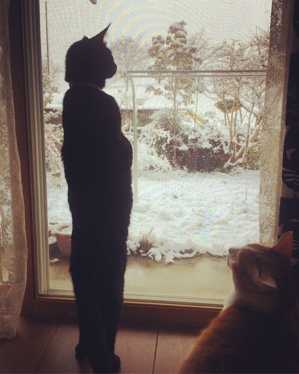 立っている猫 立っている猫