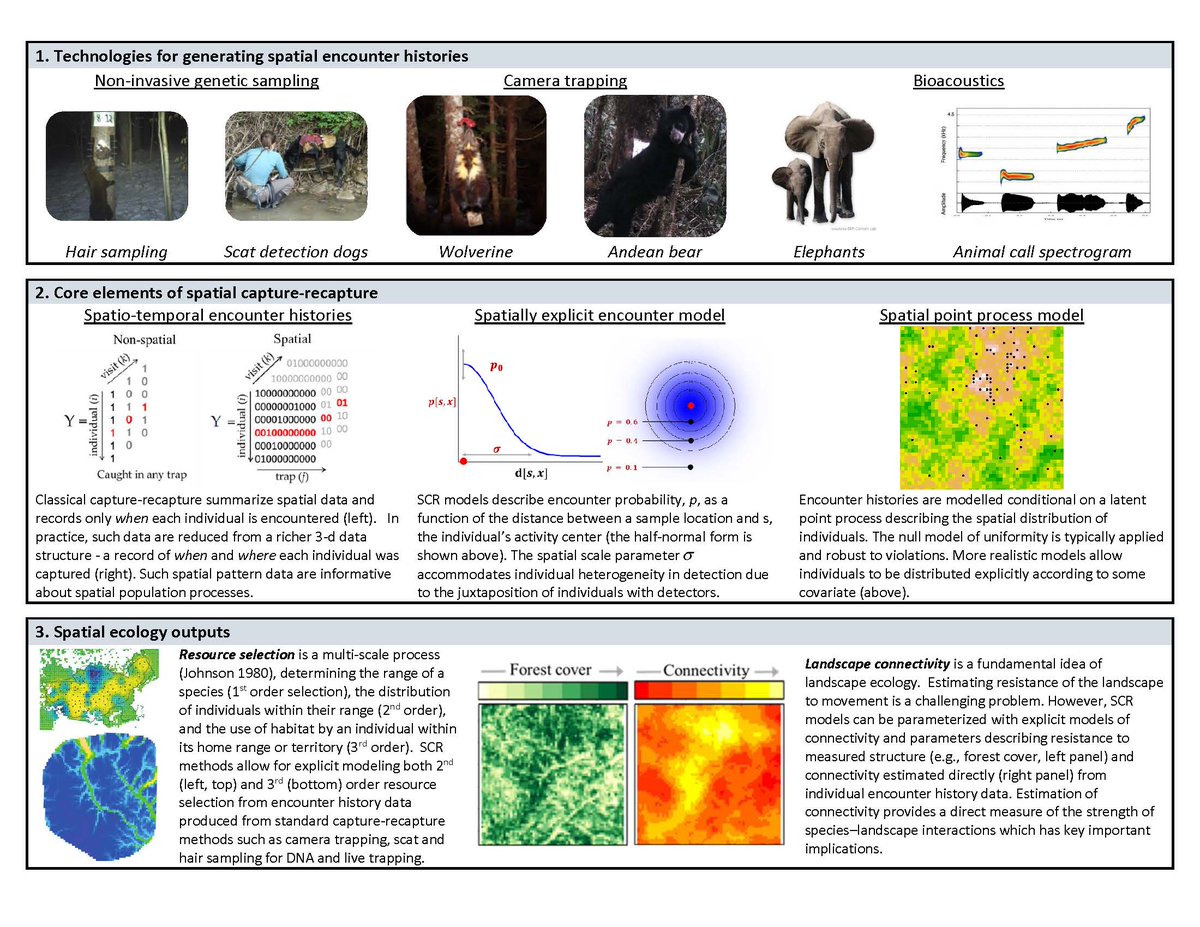 Fuller_Lab's tweet image. #spatialcapturerecapture in 1 figure
 biorxiv.org/content/early/… …
synthesis paper from @andyroyle_pwrc @Fuller_Lab @chrissuthy