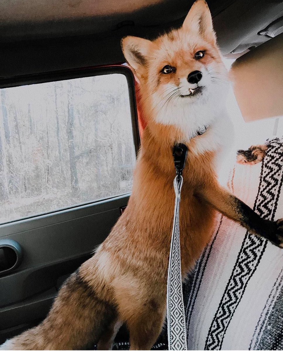 When the foxes hear we are going on a road trip to serve at Pine Cove this weekend....