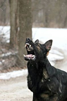 DQ_GSD's tweet photo. #GermanShepherds #GSD #Smiles #BestTeethEver @P8riot_1776 @jessjackie50 @nancyherman59 @DRAGOtheK9 @K9Falo @BlueWalkPoconos @sharkbait501 https://t.co/MHFkVYEzsB