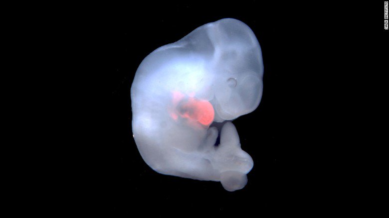 CNN's tweet photo. The first human-pig embryos were made, and destroyed, in an effort to one day grow human organs within animal bodies https://t.co/0tRtkqaLbb https://t.co/X56PQ0nU2R