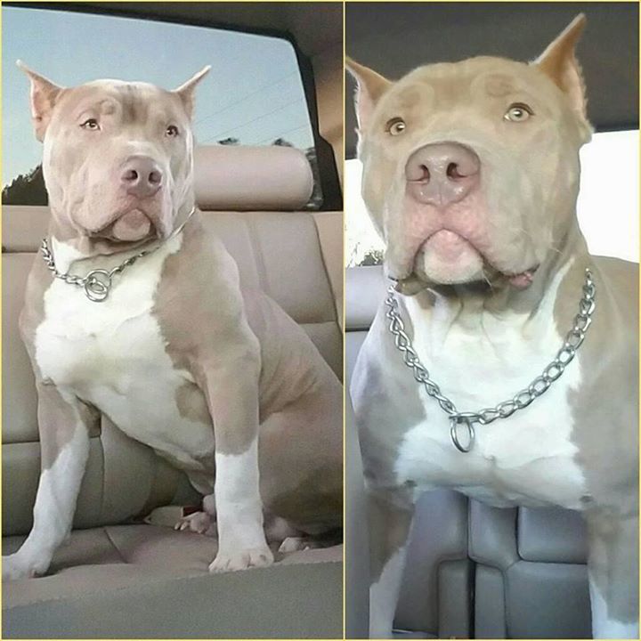 Americanbullyhq's tweet photo. Car Alarm #PrinceCharming #9Months #AmericanBully #BabyMonster #Bully #HeJustABaby #BullyI… https://t.co/55wmK2alk3 https://t.co/LfIHh727P9
