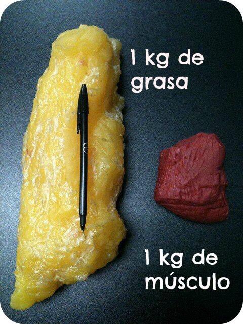 GimnasioTiger's tweet photo. El músculo ocupa menos espacio (aquello de 1 kg de hierro o 1 kg de paja), NUNCA OLVIDES EL TRABAJO DE MUSCULACIÓN. https://t.co/omOANWoIhZ