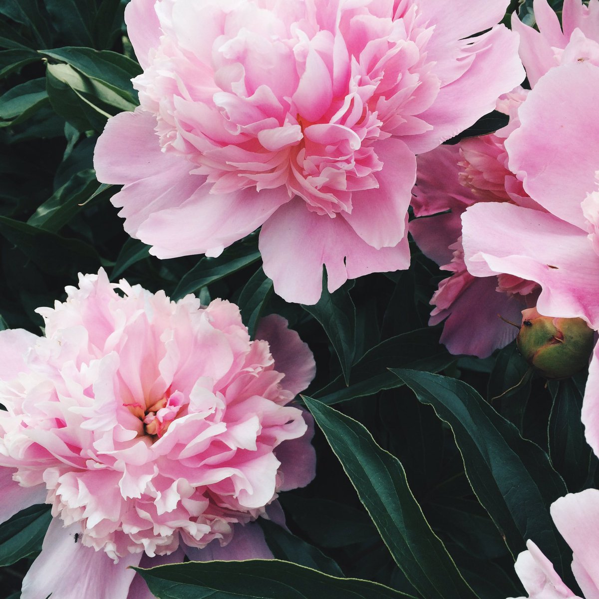 broken_sti's tweet photo. 🌸 https://t.co/9XmknQ6aZa