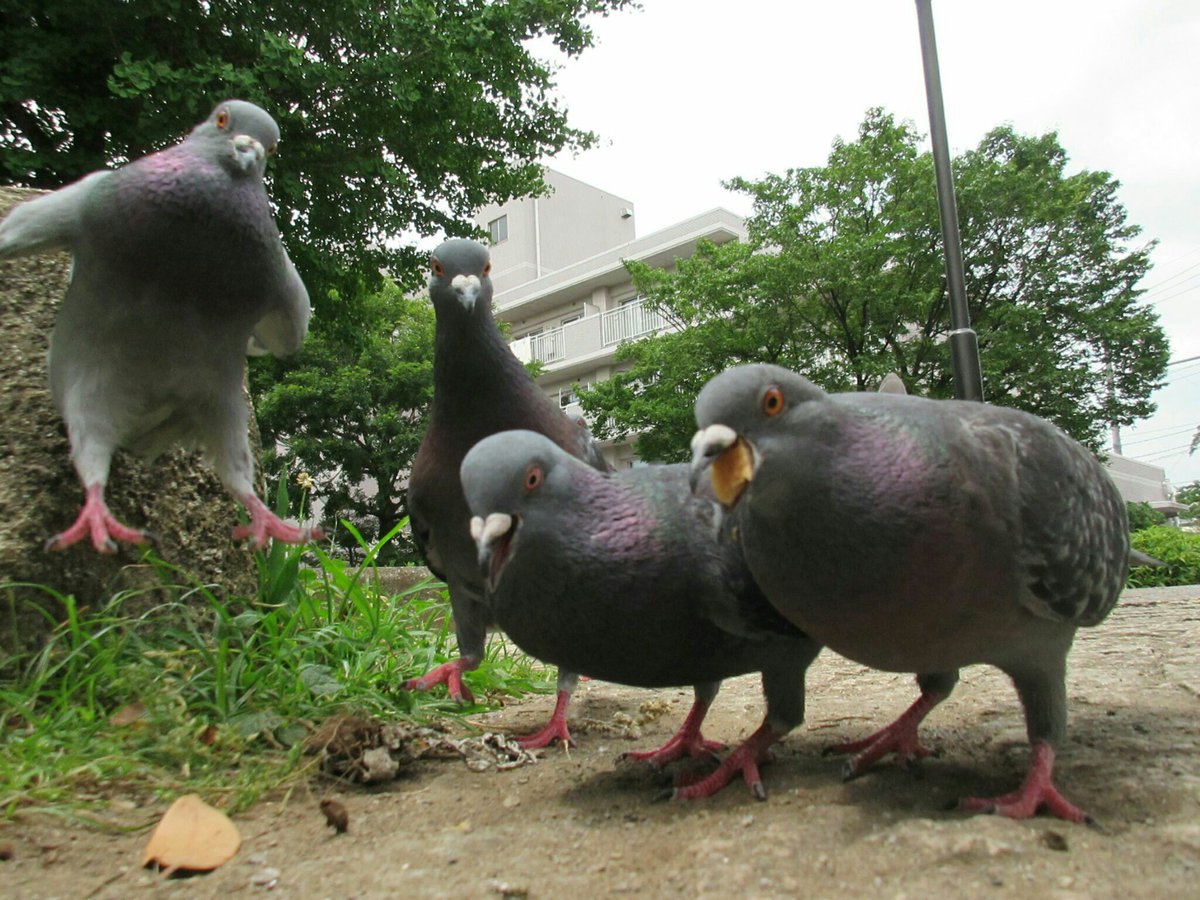 鳩が飛び降りてる時の形 がわりと衝撃 こんな鳩の姿見たことないかわいい Togetter