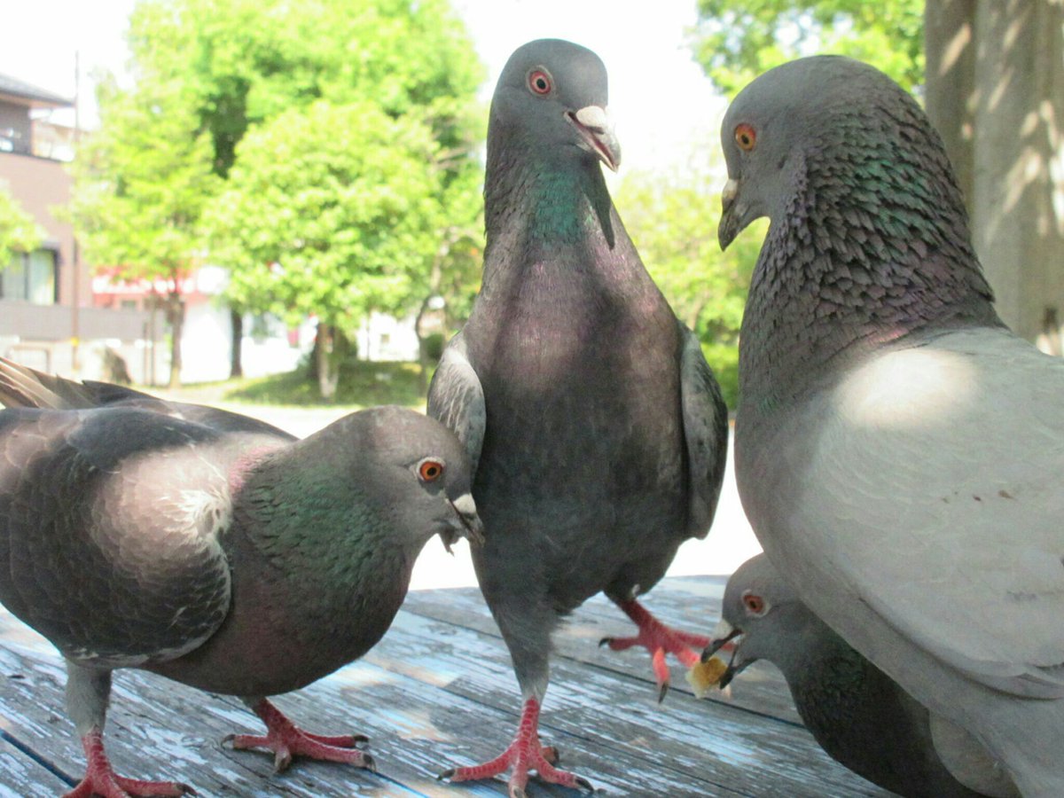鳩が飛び降りてる時の形 がわりと衝撃 こんな鳩の姿見たことないかわいい Togetter